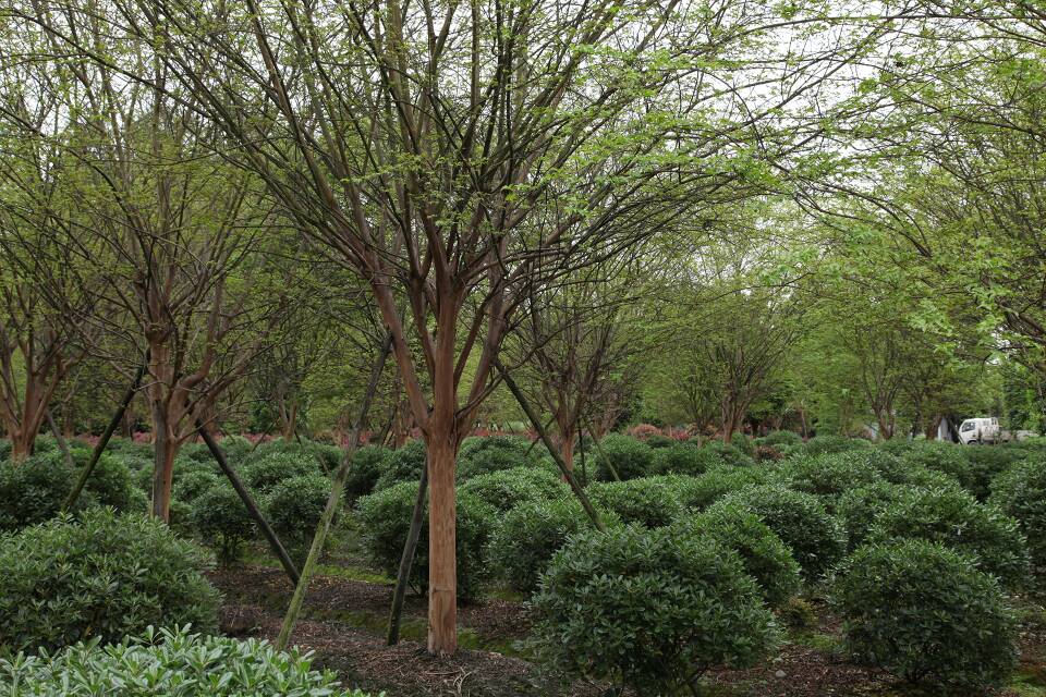 玉溪市人民政府