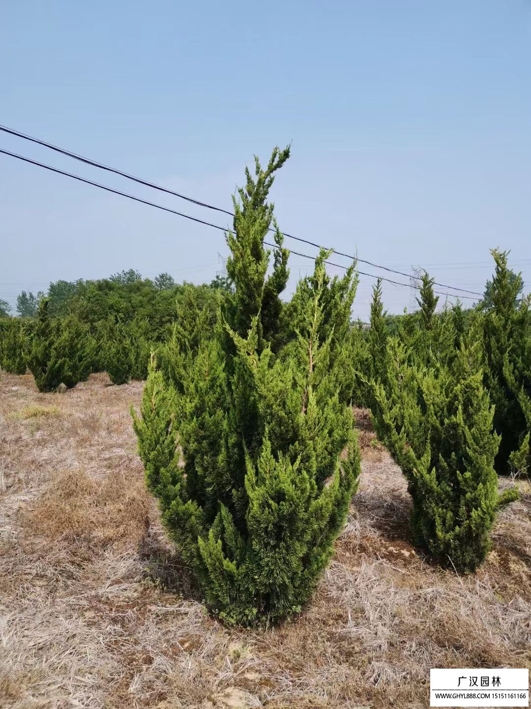 石家庄市城市园林绿化管理条例