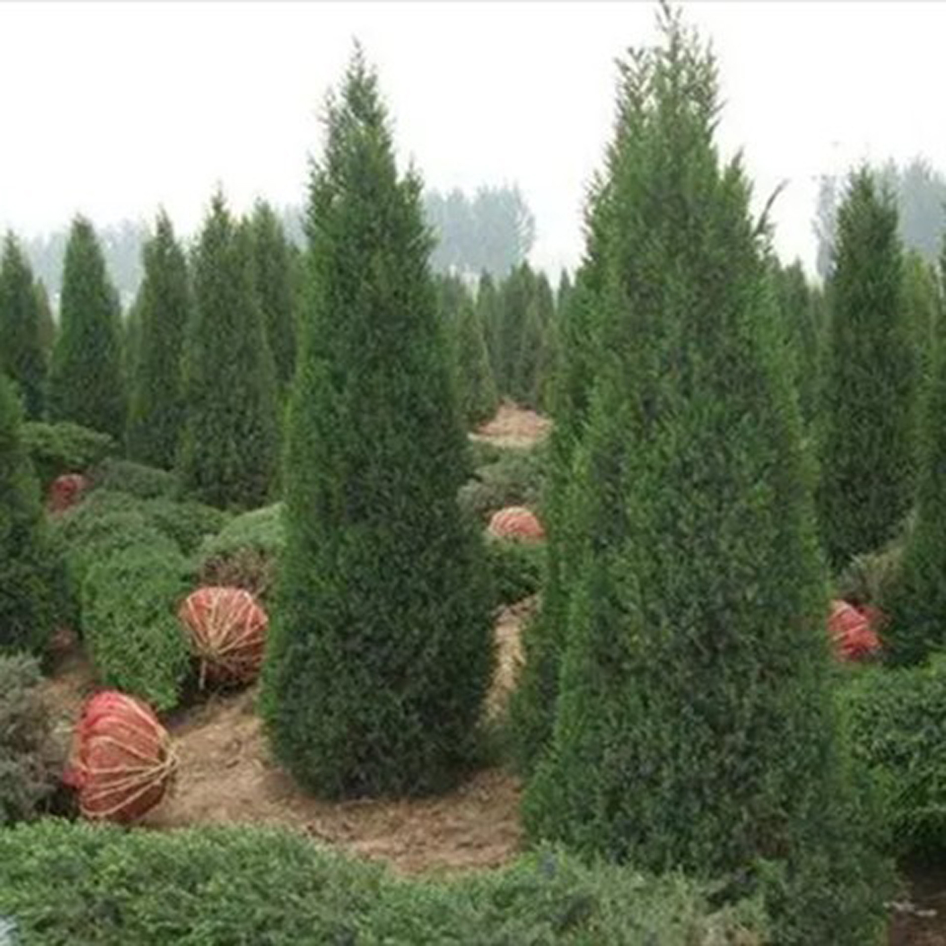 2025园林苗木行业：从“绿色数量”到“绿色质量”的转变