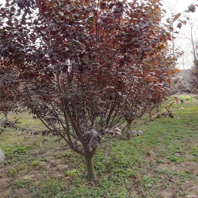 【见证70年·我爱伊犁】园林植物引种驯化变迁：让奎屯“三季有花 四季有景”