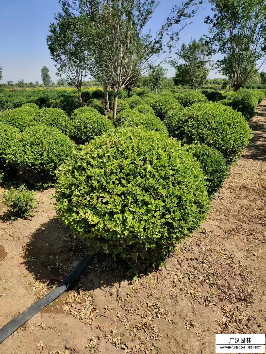 2019-2023年互聯網+苗木行業運營模式及市場前景研究報告