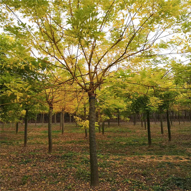 洛阳市城乡一体化示范区城市管理局伊滨区慧偏线电力迁改占地苗木移植项目(二次)-竞争性磋商公告