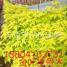 园林路基建移伐苗木迁移及五龙云璟分区四地块绿化施工项目邀请招标公告