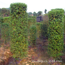 2025年苗木类行业市场分析及产业投资报告