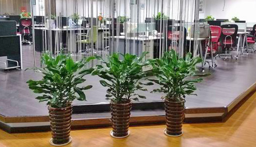 什么是绿化租摆、植物租摆